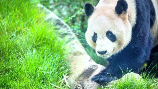 愛丁堡動物園