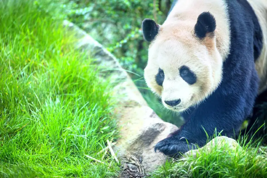 Zoo d'Édimbourg