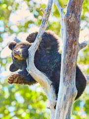 阿拉斯加野生動物保護中心