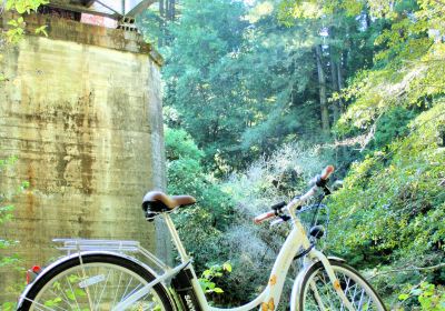 Henry Cowell Redwoods State Park