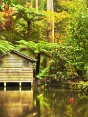 Dandenong Ranges National Park