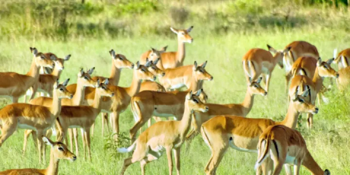 Out of Africa Wildlife Park