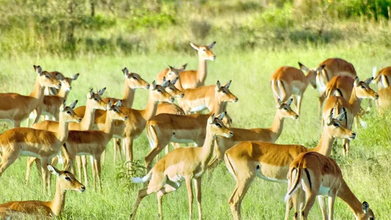 Out of Africa Wildlife Park