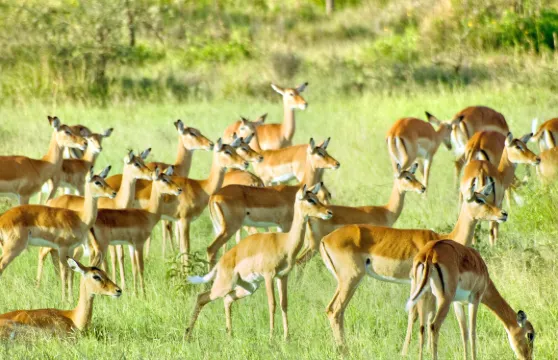 Out of Africa Wildlife Park門票成人