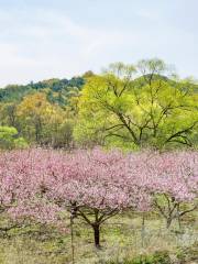 Taohua Island Scenic Area