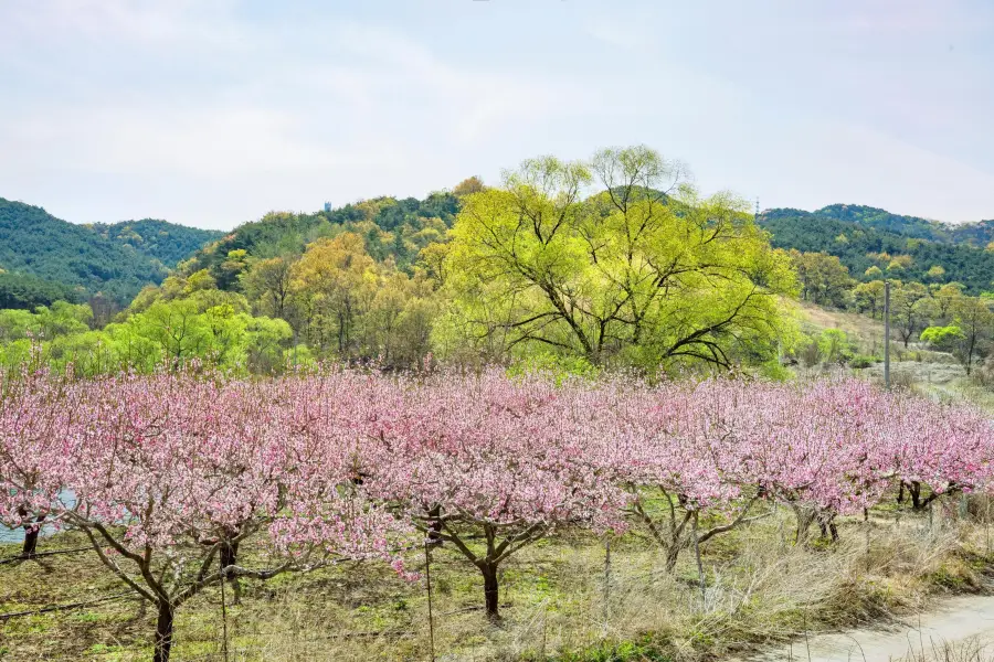 타오화다오 풍경명승구