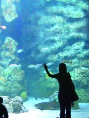 Даунтаун-аквариум