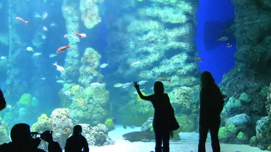 ダウンタウン水族館