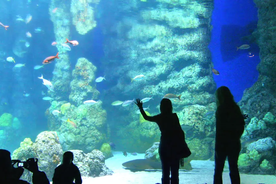 ダウンタウン水族館