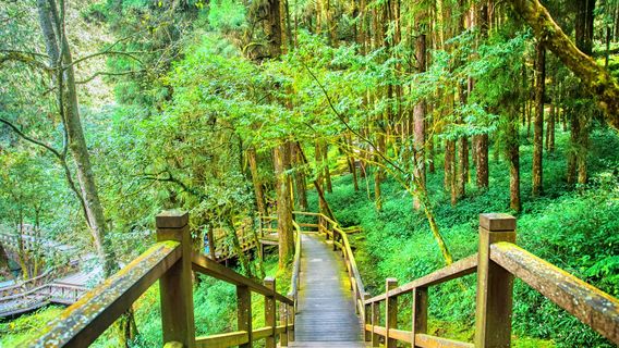 Giant Tree Cluster Trail