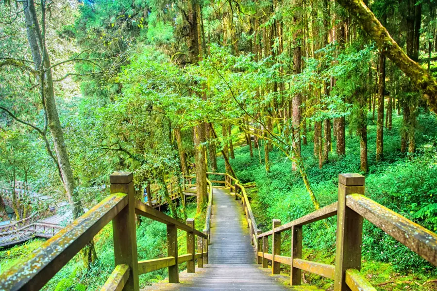 Giant Tree Cluster Trail