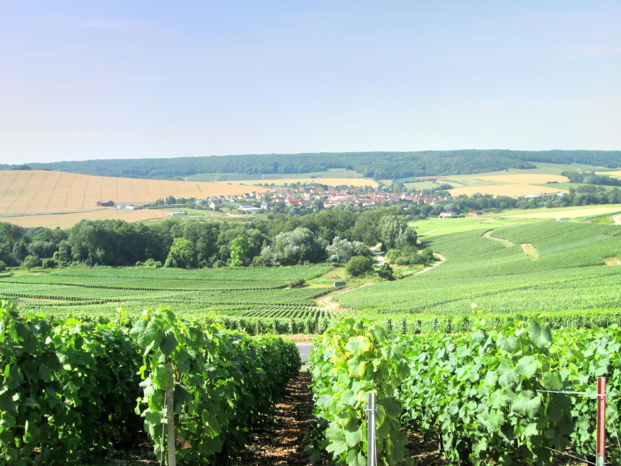 1-day Champagne tour from Paris (Tasting 8 champagnes + Visiting 2 wineries + Lunch included)