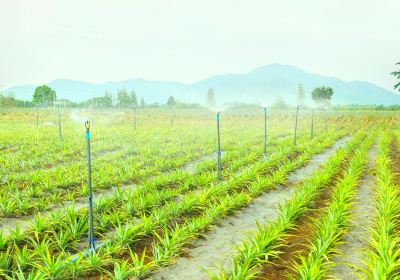 大菠蘿種植園