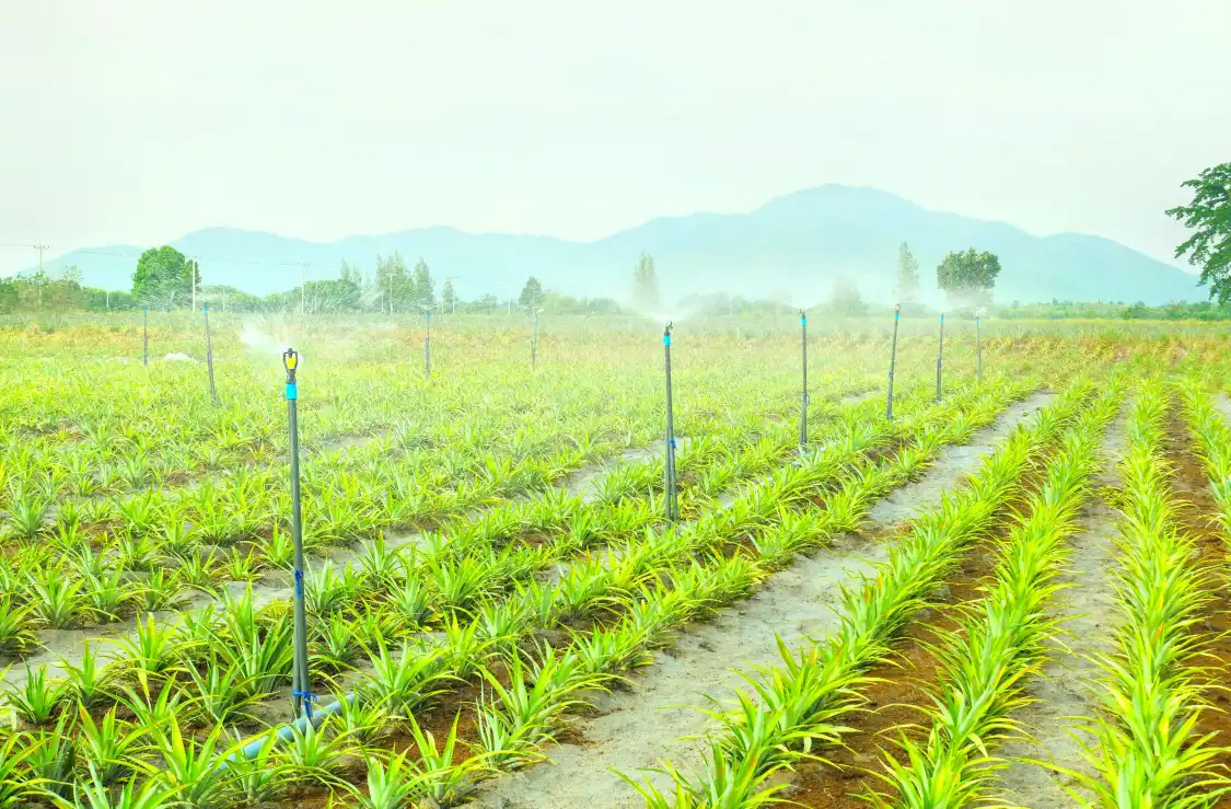 Hotels near The Big Pineapple
