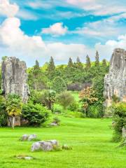 Stone Forest