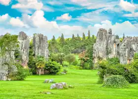 Stone Forest