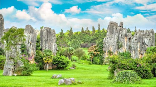 Stone Forest