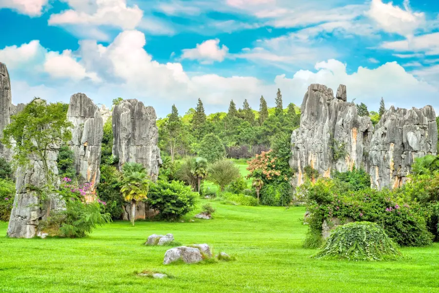 Stone Forest