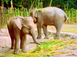 Lok Kawi Wildlife Park