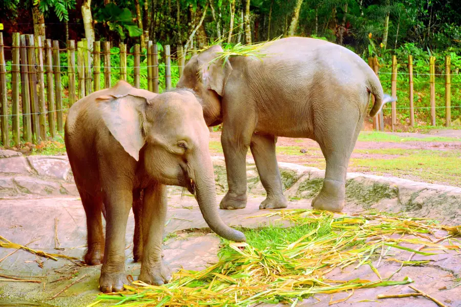 Lok Kawi Wildlife Park