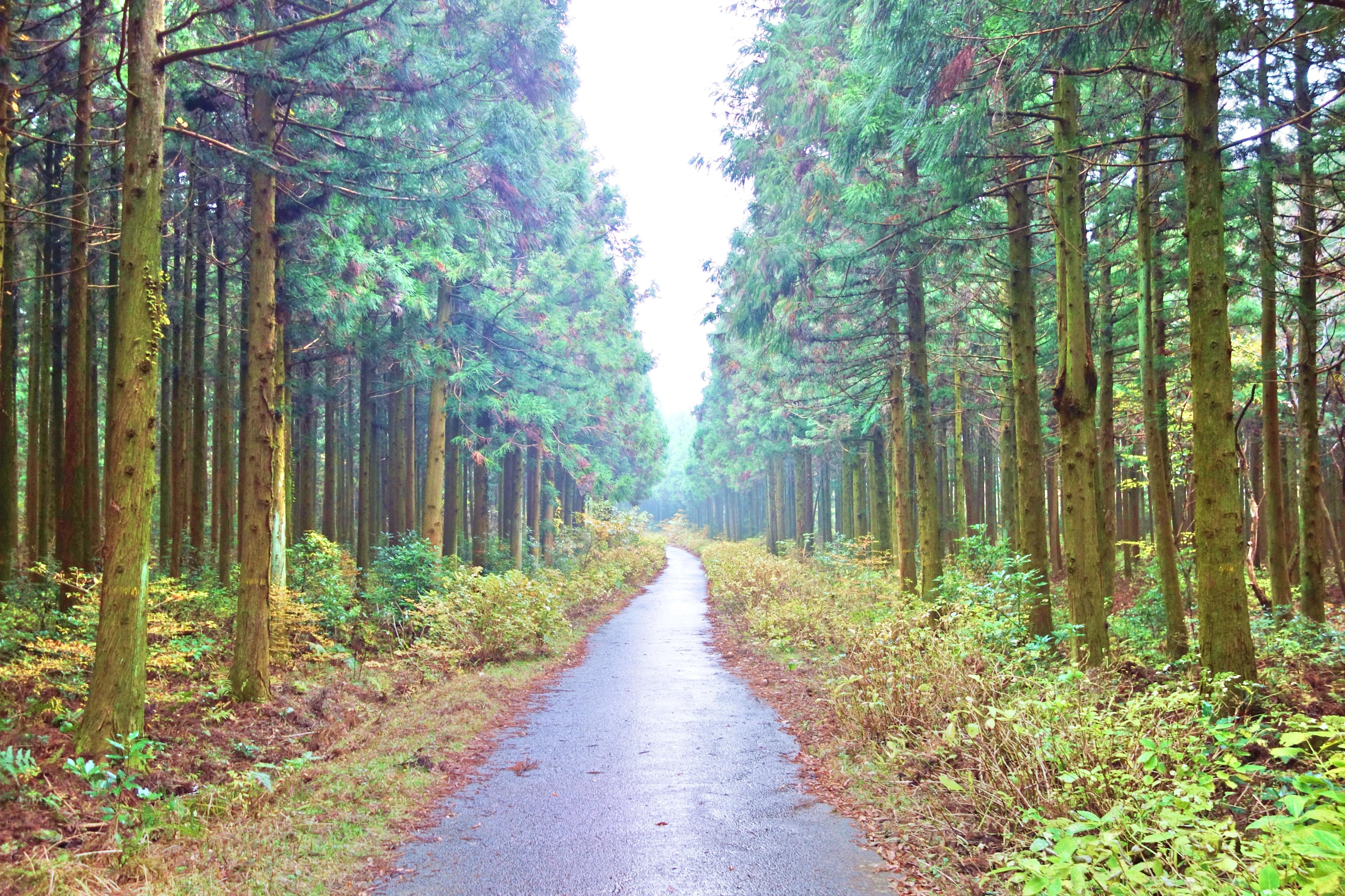 Hotels in der Nähe von Saryeoni Forest Path