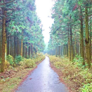 思連伊林蔭道