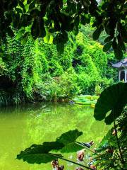 Взгляд на дождевые леса Цин Сюй