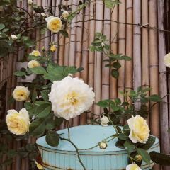 自可留花園咖啡屋張用戶圖片