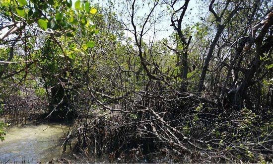 Mangrove Nursery
