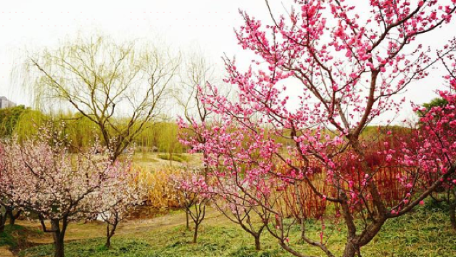 Meihua Mountain Park, Qinghua Bay