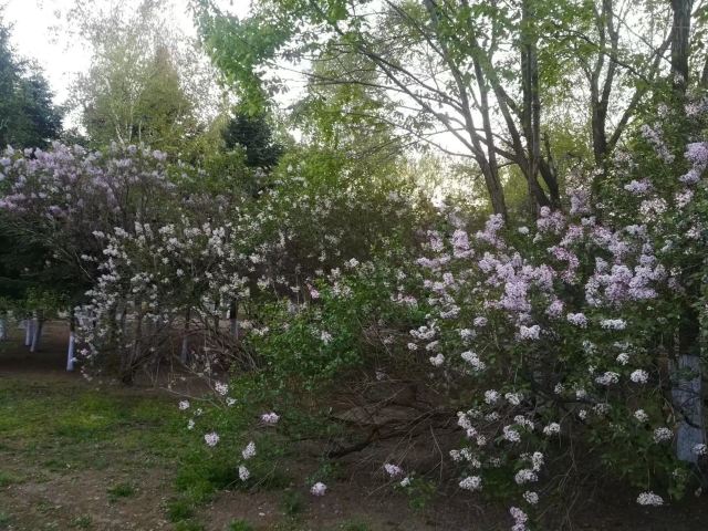 Lilac Garden