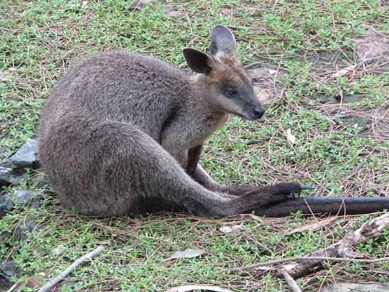 大衛·弗利野生動物園