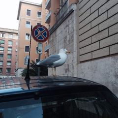 Alice Pizza User Photo