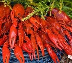 RESTAURANT KUU ảnh của người dùng