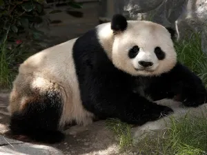 Zoo di San Diego