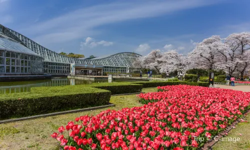 Giardini Botanici di Kyoto