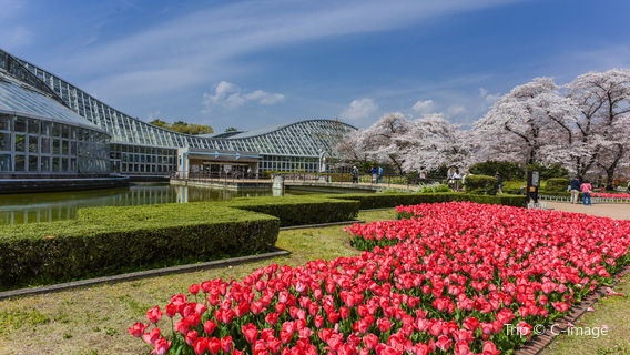 Kyoto Botanical Gardens