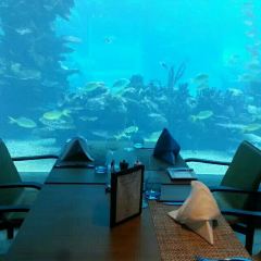 Aqua - Aquarium Restaurant User Photo