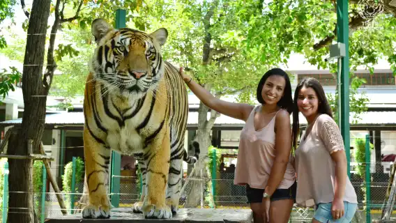 普吉島老虎王國【老虎互動|專車僅單程飯店接