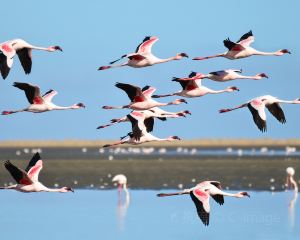 香港-鯨灣港 機票酒店 自由行