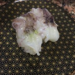 Gourmet Conveyor Belt Sushi Ichiba Mihama User Photo