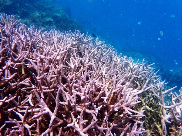 珊瑚花園旅遊攻略指南 珊瑚花園評價 珊瑚花園附近推薦 Trip Com