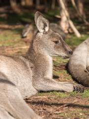 月光保護區野生動物保育公園