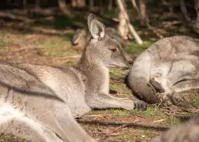 月光保護區野生動物保育公園