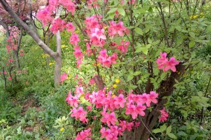 MI XUE BING CHENG SHI YUAN DONG MEN DIAN