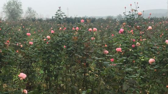 西部芳香園靠近草灘，在秦漢大道上，園子很大，現在只有一大片月