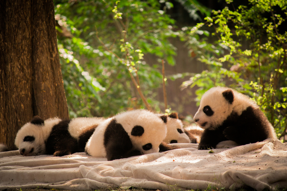 Chengdu Research Base of Giant Panda Breeding