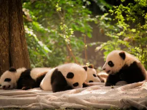 Chengdu Research Base of Giant Panda Breeding