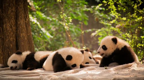 Chengdu Research Base of Giant Panda Breeding