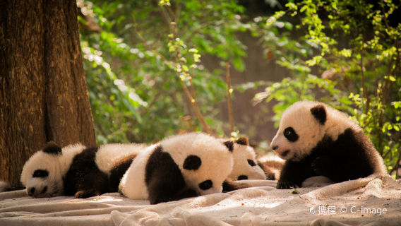 ChengduExperiences